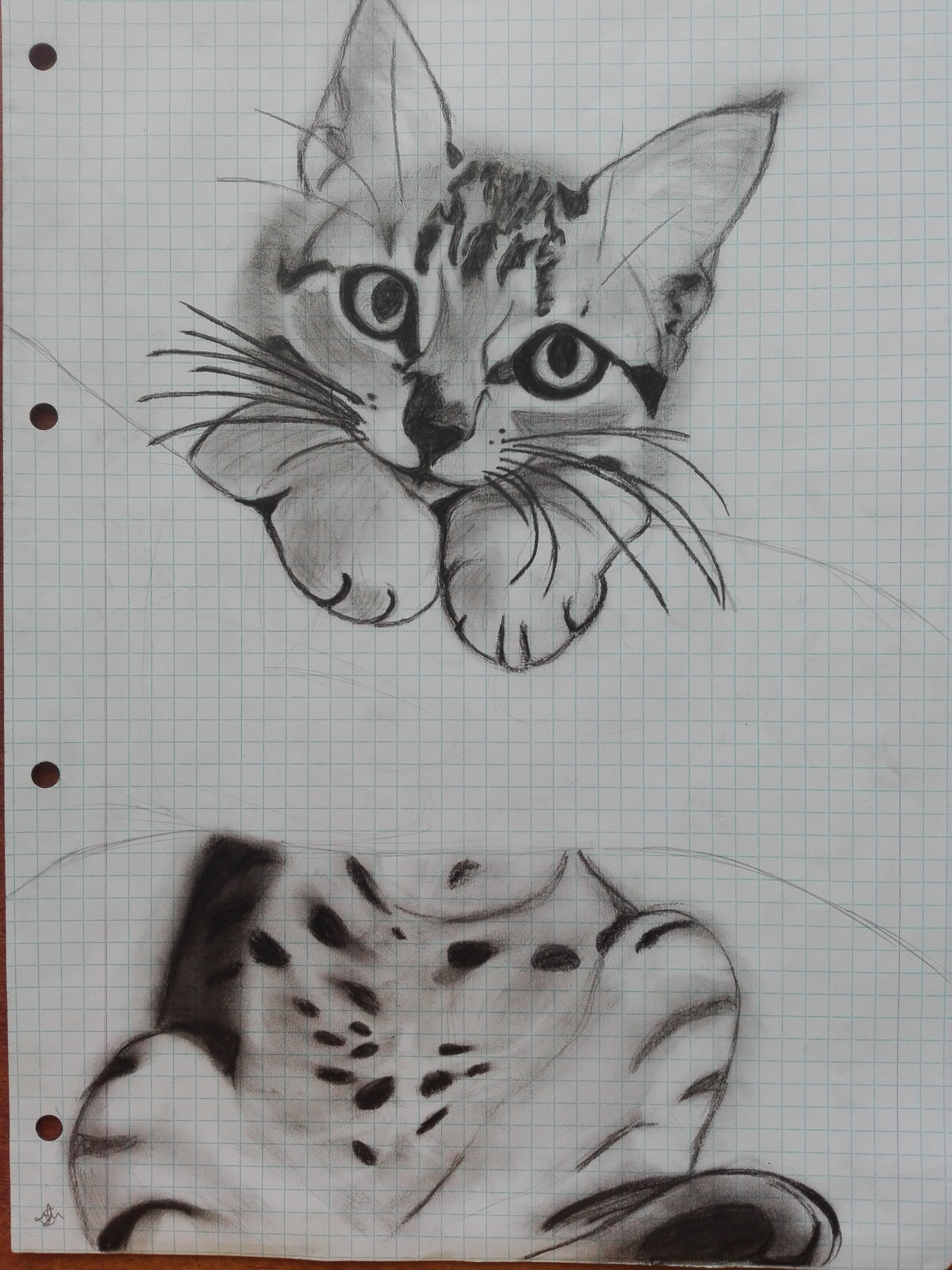 desenho a carvão de uma gatinha